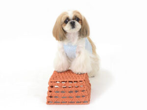 動物プロダクション,ペットモデル,ペットタレント,モデル犬,タレント犬,シーズー,リンス