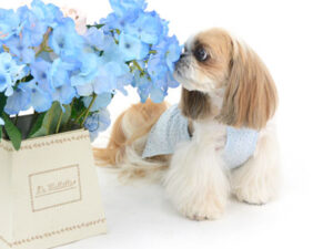 動物プロダクション,ペットモデル,ペットタレント,モデル犬,タレント犬,シーズー,リンス