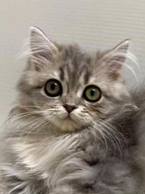 エムドッグス,動物プロダクション,ペットモデル,モデル猫,タレント猫,サイベリアン,子猫