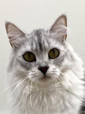 エムドッグス,動物プロダクション,ペットモデル,モデル猫,タレント猫,サイベリアン,子猫