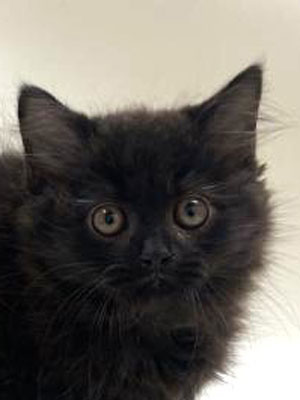 エムドッグス,動物プロダクション,ペットモデル,モデル猫,タレント猫,サイベリアン,子猫