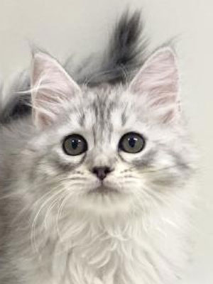 エムドッグス,動物プロダクション,ペットモデル,モデル猫,タレント猫,サイベリアン,子猫