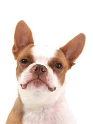 エムドッグス,動物プロダクション,ペットモデル,ペットタレント,モデル犬,タレント犬,ボストンテリア,Zara,ザラ