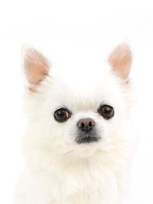 エムドッグス,動物プロダクション,ペットモデル,モデル犬,タレント犬,チワワ,パンダちゃん