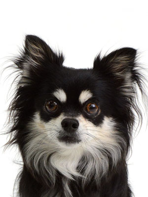 エムドッグス,動物プロダクション,ペットモデル,モデル犬,タレント犬,チワワ,こてつ