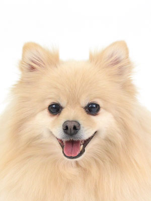 エムドッグス,動物プロダクション,ペットモデル,モデル犬,タレント犬,ポメラニアン,れお