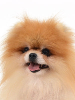 エムドッグス,動物プロダクション,ペットモデル,モデル犬,タレント犬,ポメラニアン,クルミ