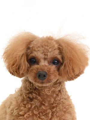 エムドッグス,動物プロダクション,ペットモデル,モデル犬,タレント犬,トイプードル,茶豆,ちゃまめ