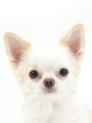 エムドッグス,動物プロダクション,ペットモデル,モデル犬,タレント犬,チワワ,こてつ