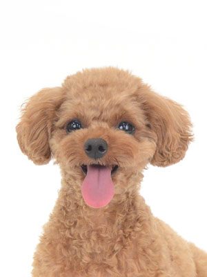 動物プロダクション,ペットモデル,モデル犬,タレント犬,トイプードル,茶豆,ちゃまめ