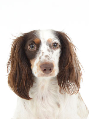 エムドッグス,動物プロダクション,ペットモデル,ペットタレント,モデル犬,タレント犬,ミニチュアダックスフンド,Banksy,バンクシー