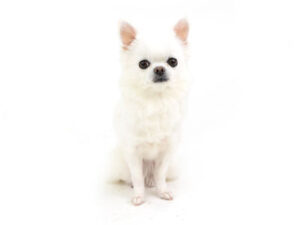 エムドッグス,動物プロダクション,ペットモデル,モデル犬,タレント犬,チワワ,パンダちゃん