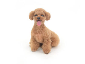 動物プロダクション,ペットモデル,モデル犬,タレント犬,トイプードル,茶豆,ちゃまめ