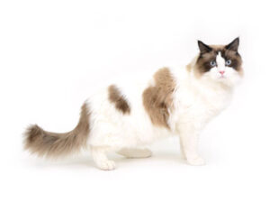 エムドッグス,動物プロダクション,ペットモデル,モデル猫,タレント猫,ラグドール,マフィン