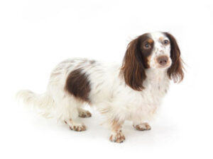 エムドッグス,動物プロダクション,ペットモデル,ペットタレント,モデル犬,タレント犬,ミニチュアダックスフンド,Banksy,バンクシー