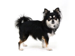 エムドッグス,動物プロダクション,ペットモデル,モデル犬,タレント犬,チワワ,こてつ