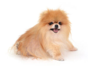 エムドッグス,動物プロダクション,ペットモデル,モデル犬,タレント犬,ポメラニアン,クルミ