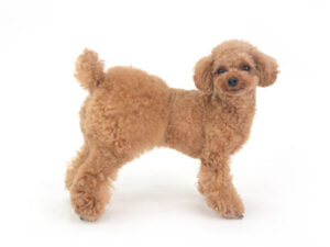 動物プロダクション,ペットモデル,モデル犬,タレント犬,トイプードル,茶豆,ちゃまめ