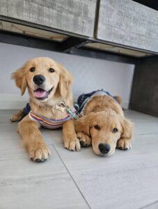 ゴールデンレトリーバー,子犬,ミア,レア,山内惠介カレンダー