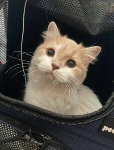 スコティッシュフォールド,子猫,