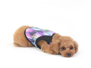 動物プロダクション,ペットモデル,モデル犬,タレント犬,トイプードル,茶豆,ちゃまめ