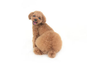 動物プロダクション,ペットモデル,モデル犬,タレント犬,トイプードル,茶豆,ちゃまめ