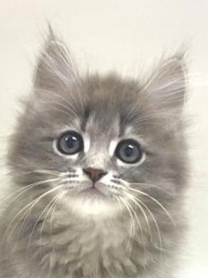 エムドッグス,動物プロダクション,ペットモデル,モデル猫,タレント猫,サイベリアン,子猫