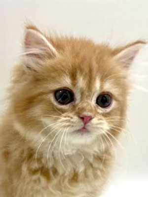 エムドッグス,動物プロダクション,ペットモデル,モデル猫,タレント猫,サイベリアン,子猫