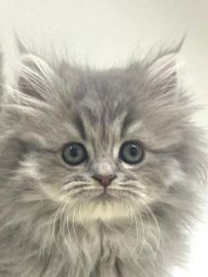 エムドッグス,動物プロダクション,ペットモデル,モデル猫,タレント猫,サイベリアン,子猫