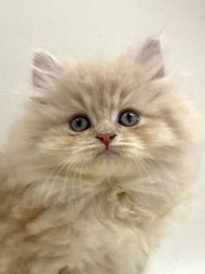 エムドッグス,動物プロダクション,ペットモデル,モデル猫,タレント猫,サイベリアン,子猫