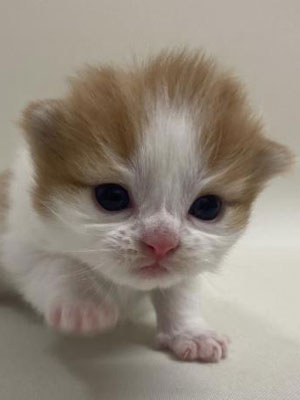 エムドッグス,動物プロダクション,ペットモデル,モデル猫,タレント猫,スコティッシュフォールド,子猫