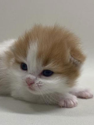 エムドッグス,動物プロダクション,ペットモデル,モデル猫,タレント猫,スコティッシュフォールド,子猫