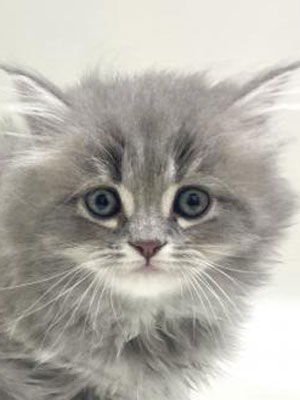 エムドッグス,動物プロダクション,ペットモデル,モデル猫,タレント猫,サイベリアン,子猫