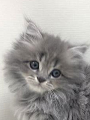 エムドッグス,動物プロダクション,ペットモデル,モデル猫,タレント猫,サイベリアン,子猫