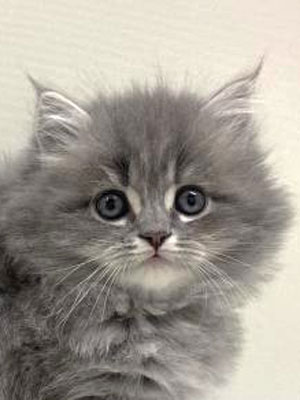 エムドッグス,動物プロダクション,ペットモデル,モデル猫,タレント猫,サイベリアン,子猫