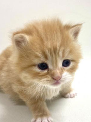 エムドッグス,動物プロダクション,ペットモデル,モデル猫,タレント猫,スコティッシュフォールド,子猫