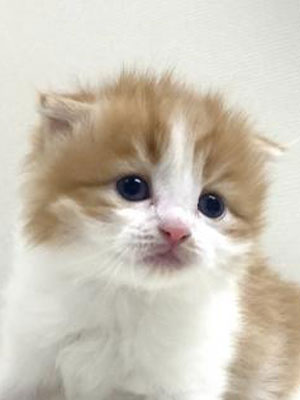 エムドッグス,動物プロダクション,ペットモデル,モデル猫,タレント猫,スコティッシュフォールド,子猫