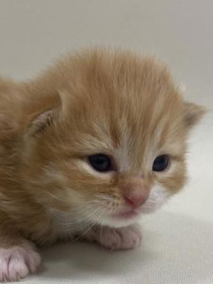 エムドッグス,動物プロダクション,ペットモデル,モデル猫,タレント猫,スコティッシュフォールド,子猫