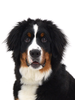 エムドッグス,動物プロダクション,ペットモデル,モデル犬,タレント犬,バーニーズマウンテンドッグ,Miu J.,ミュウ