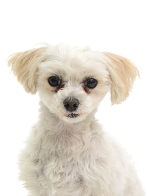 エムドッグス,動物プロダクション,ペットモデル,モデル犬,タレント犬,MIX犬,くぅ