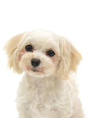 エムドッグス,動物プロダクション,ペットモデル,モデル犬,タレント犬,MIX犬,べぁ