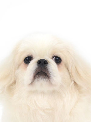 エムドッグス,動物プロダクション,ペットモデル,モデル犬,タレント犬,ペキニーズ,Leon,レオン