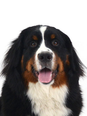 動物プロダクション,ペットモデル,モデル犬,タレント犬,バーニーズマウンテンドッグ,Miu J.,ミュウ