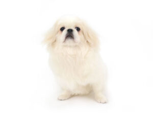 エムドッグス,動物プロダクション,ペットモデル,モデル犬,タレント犬,ペキニーズ,Leon,レオン