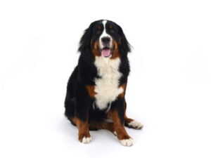 動物プロダクション,ペットモデル,モデル犬,タレント犬,バーニーズマウンテンドッグ,Miu J.,ミュウ