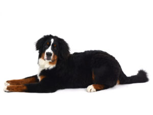 エムドッグス,動物プロダクション,ペットモデル,モデル犬,タレント犬,バーニーズマウンテンドッグ,Miu J.,ミュウ