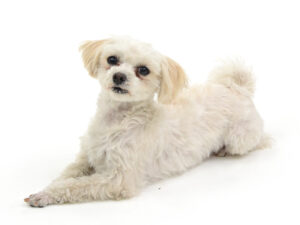 エムドッグス,動物プロダクション,ペットモデル,モデル犬,タレント犬,MIX犬,くぅ