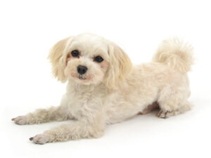 エムドッグス,動物プロダクション,ペットモデル,モデル犬,タレント犬,MIX犬,べぁ