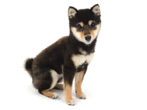 エムドッグス,動物プロダクション,ペットモデル,モデル犬,タレント犬,柴犬,幸喜,さき