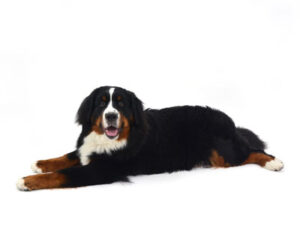 動物プロダクション,ペットモデル,モデル犬,タレント犬,バーニーズマウンテンドッグ,Miu J.,ミュウ